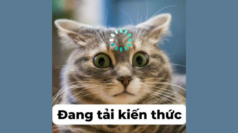 Bộ sưu tập ảnh meme dễ thương, hài hước, và vui nhộn