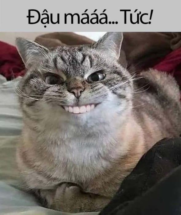 Bức ảnh chế meme mèo thể hiện đầy đủ cảm xúc: khóc, cute ...