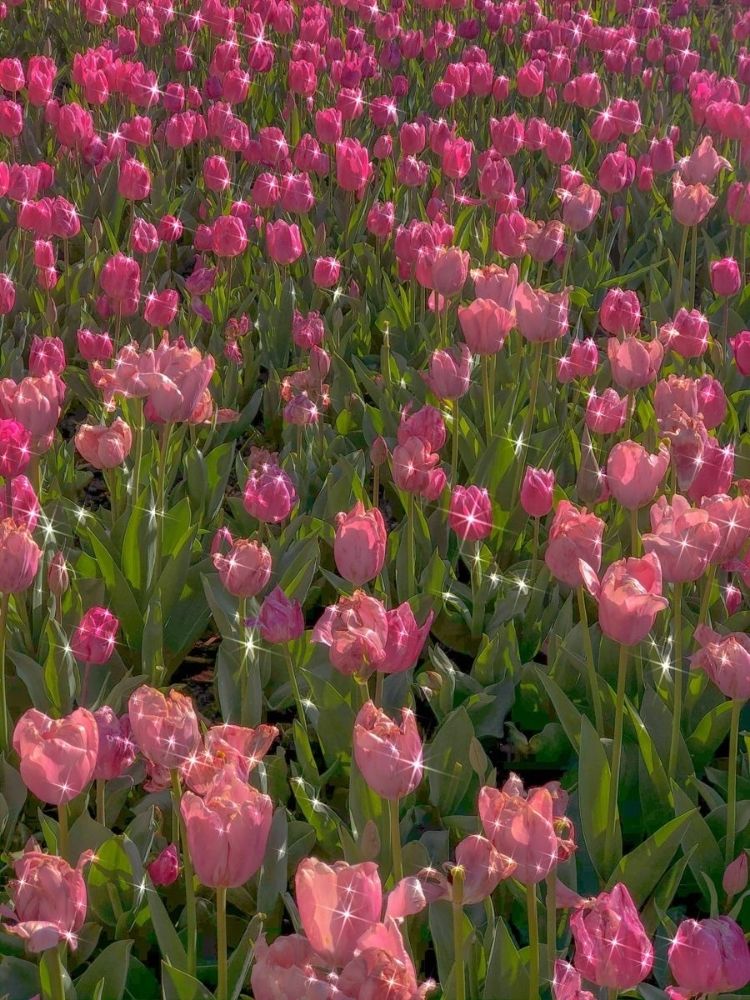 100+ hình nền hoa tulip Full HD 4K cực trang nhã thanh lịch