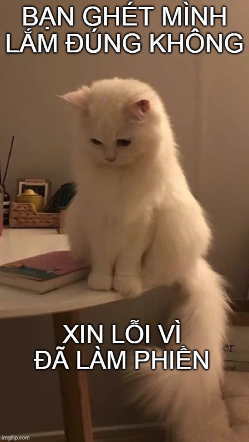 Meme xin lỗi, meme mèo xin lỗi, meme xin lỗi được chưa hài ...