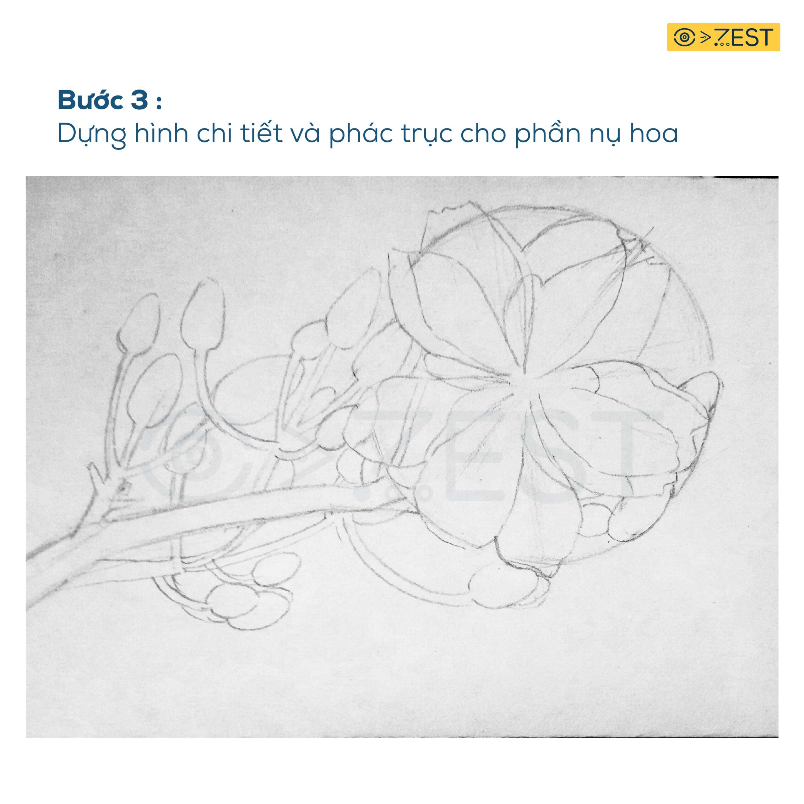 6 Bước vẽ cành hoa mai bằng bút chì đơn giản - Zest Art